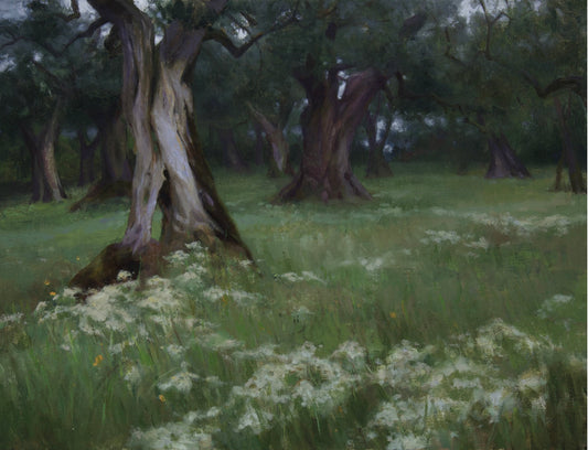 Olive Trees